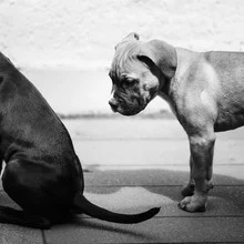 Playful boxer puppies frolicking in a grassy field under the warm sun.