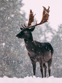 Deer in the snow, surrounded by gentle snowflakes in a calm winter landscape.