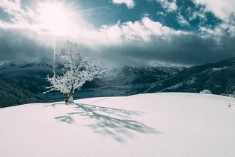 White tree in a winter landscape with snow-covered mountains in the background.