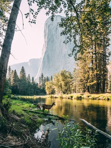 Deer by the river: calm scene in nature, surrounded by trees and water.