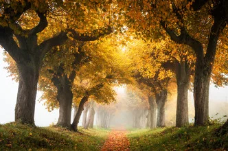 Charming avenue lined with linden trees in autumn fog