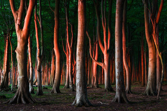 Heiko Gerlicher, Forest VIII