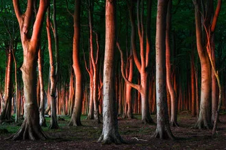 Fotokunst von Heiko Gerlicher: ruhiger Wald mit Abendrot und hohen Bäumen