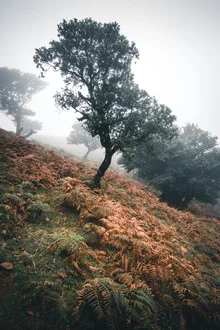 Forest landscape with fog and soft colors, creating a dreamy atmosphere.