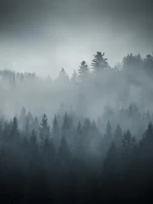 Photo art by Sascha Forkapic: serene winter forest scene with fog and simple shapes