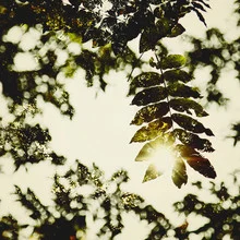 Photo art of autumn leaves illuminated by sunlight against a warm backdrop