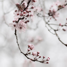 Steffi Louis, cherry blossom moments I (Germany, Europe)