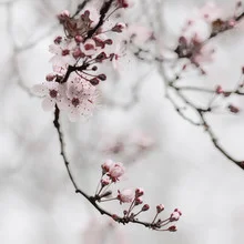 Photo art features a delicate cherry blossom branch in spring, surrounded by soft pink blooms.