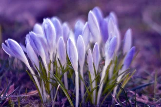 Fotokunst von Silva Wischeropp: sanfte Krokusse auf einer blühenden Wiese im Frühling