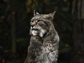 Photo art by Melanie Hinderberger: lynx in natural surroundings, gentle lighting mood.