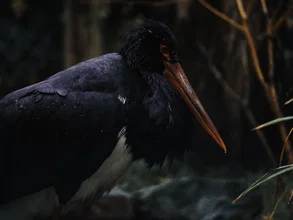 Black stork flying over a calm lake, soft colors and harmonious composition.
