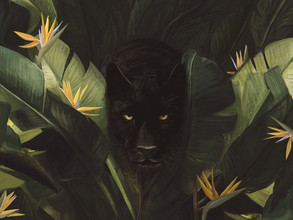 Florent Bodart, Hello Panther ! (France, Europe)