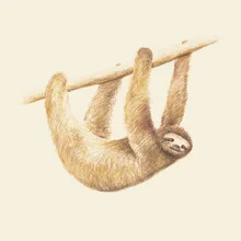 Illustration by Florent Bodart: a friendly sloth hanging out in a relaxed manner.