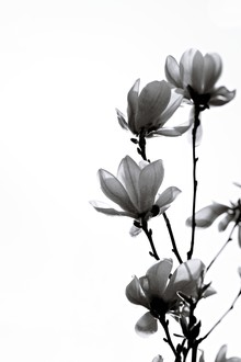 Monika Strigel, BLACK MAGNOLIA (Germany, Europe)