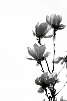 Photo art by Monika Strigel: black magnolia on a twig
