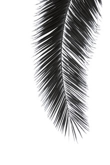 Monika Strigel, BLACK PALM (Mexico, Latin America and Caribbean)