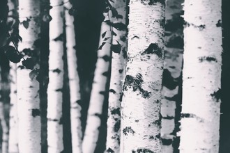 Monika Strigel, BIRCHES (Germany, Europe)