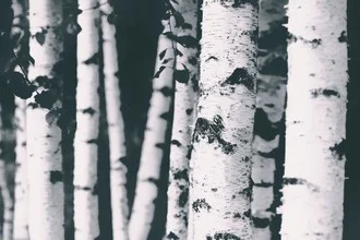 Photo art by Monika Strigel: calm view of birches in a forest
