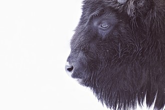 Monika Strigel, BLACK BUFFALO (Germany, Europe)