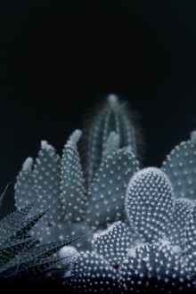 Monika Strigel, DARK CACTUS GARDEN (Germany, Europe)