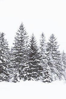 Monika Strigel, BLACK WINTER FOREST (Germany, Europe)