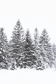 Snow-covered winter forest with fir trees, calm Nordic atmosphere