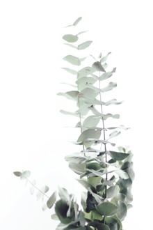 Monika Strigel, EUCALPYTUS WHITE II (Germany, Europe)