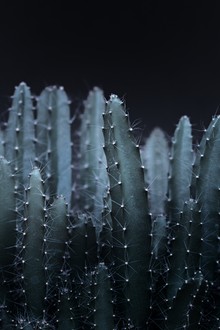Monika Strigel, DARK CACTUS GARDEN 2 (Germany, Europe)