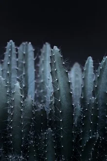 Dark cactus garden featuring various succulents, calm and mysterious ambiance.