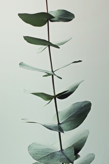 Monika Strigel, EUCALYPTUS GREEN (Germany, Europe)