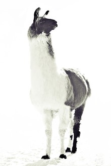 Monika Strigel, FLUFFY LAMA (Germany, Europe)