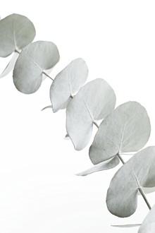 Monika Strigel, EUCALYPTUS WHITE (Germany, Europe)