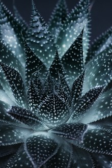 Monika Strigel, DARK PLANTS - SUCCULENT