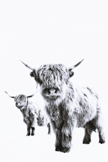Monika Strigel, HIGHLAND COWS