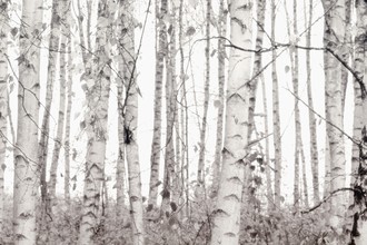Monika Strigel, SILVER BIRCHES