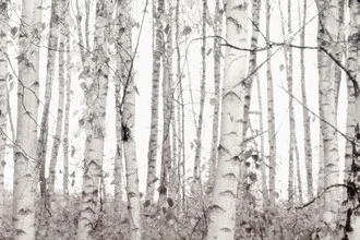Photo art by Monika Strigel: gentle birches in natural light