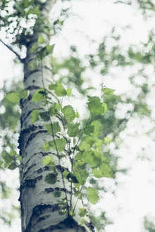 Tender fresh birch foliage in spring, gentle light filtering through the leaves.