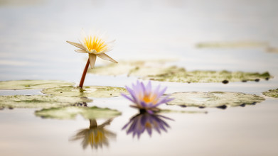 Dennis Wehrmann, Waterlily Monet (Botswana, Africa)