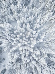 Photo by Gergo Kazsimer: aerial view of winter landscape with snow-covered pines