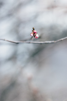 Nadja Jacke, Fine cherry blossom buds on a branch (Germany, Europe)