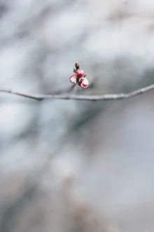 Photo art by Nadja Jacke: delicate cherry blossom buds on a minimally styled branch