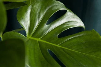 Fotokunst von Loulou von Glup: Nahaufnahme einer Monstera-Pflanze in harmonischen Farben