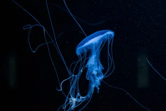 Photo art by Katharina Stöcker: glowing jellyfish in deep blue water