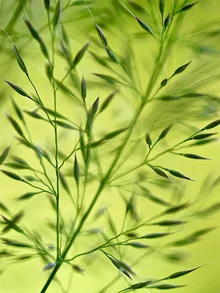 Grünes Gras, sanft im Sommerwind bewegend, vermittelt ein Gefühl von Ruhe.