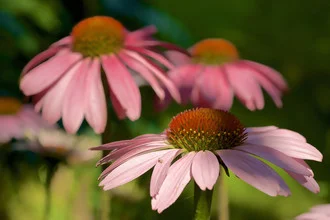 Fotokunst von Doris Berlenbach-Schulz: Drei pinke Echinaceas in sanftem Licht.