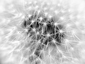 Schwarz-Weiß Fotokunst von Doris Berlenbach-Schulz: Nahaufnahme einer Pusteblume