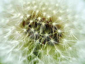 Nahaufnahme einer Pusteblume auf einer Wiese, sanfte Details und natürliche Farben.