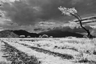 Photo art by Yvette Cruz: landscape with clouds and a tree in soft colors