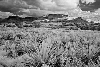 Photo art by Yvette Cruz: landscape with agaves and clouds over Tequila, Mexico.