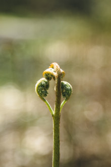 Nadja Jacke, rolled leaves of fern in the spring sun (Germany, Europe)